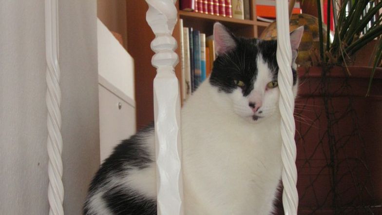 Kater Willibald.