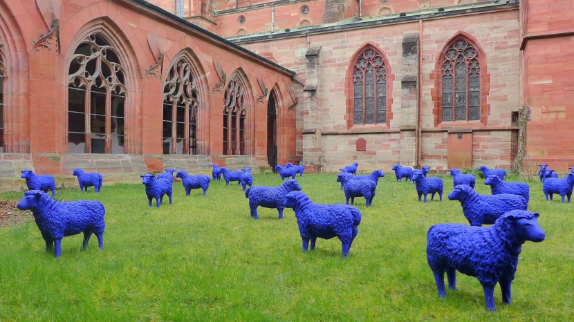 Auch farblich passen die 50 blauen Schafe gut