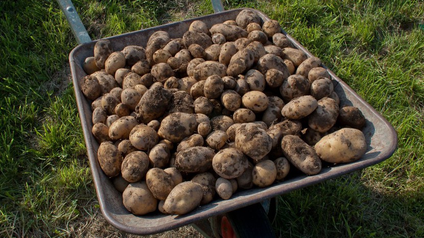 Flüchtlinge sollen in der Landwirtschaft arbeiten dürfen, zum Beispiel bei der Kartoffelernte.