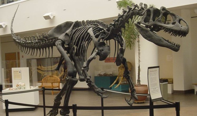 Kreationismus: Kein Platz für Dinosaurier.